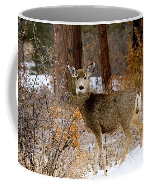 Mule Deer Coffee Mug featuring the photograph Beautiful Mule Deer by Steven Krull