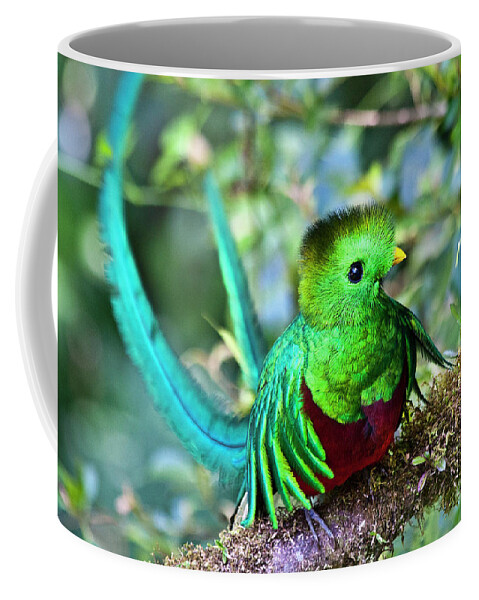 Bird Coffee Mug featuring the photograph Beautiful Quetzal 5 by Heiko Koehrer-Wagner