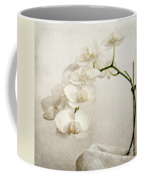 1x1 Coffee Mug featuring the photograph Beautiful white orchid II by Hannes Cmarits