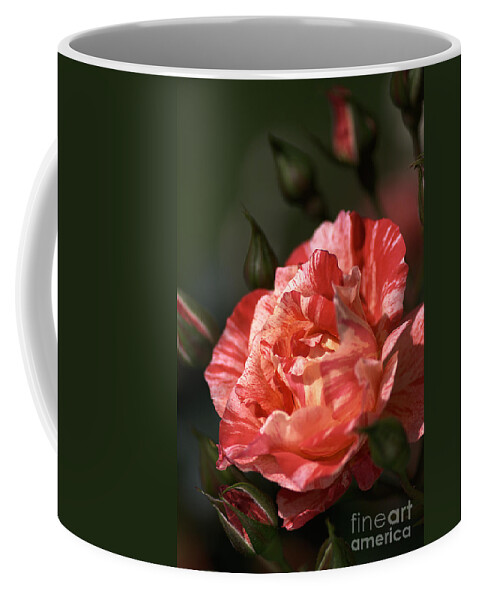 Grimaldi Rose Coffee Mug featuring the photograph Beauty Of Rose by Joy Watson