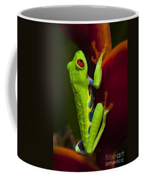 Frog Coffee Mug featuring the photograph Beauty Of Tree Frogs Costa Rica 9 by Bob Christopher