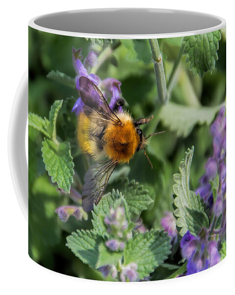 Bee Coffee Mug featuring the photograph Bee Too by David Gleeson