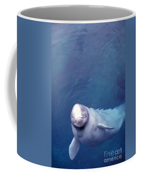 Beluga Whale Coffee Mug featuring the photograph Beluga Whale by Mark Newman