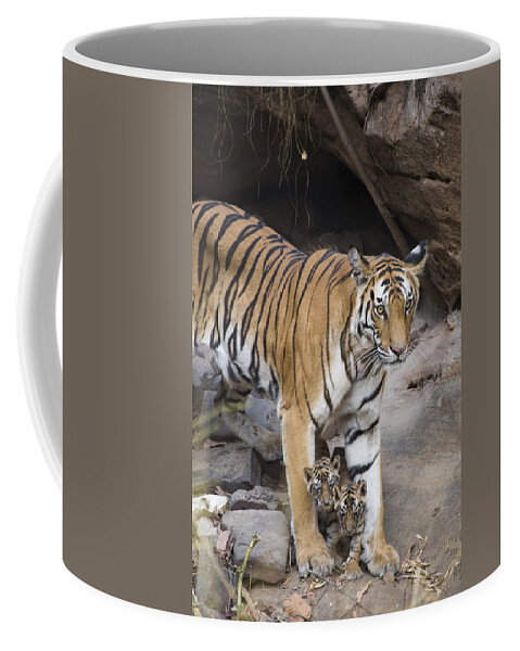 Feb0514 Coffee Mug featuring the photograph Bengal Tiger And Cubs Bandhavgarh Np by Suzi Eszterhas