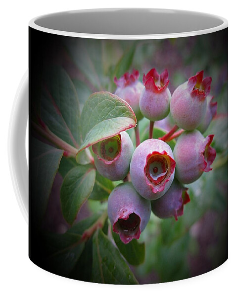 Blueberries Coffee Mug featuring the photograph Berry Unripe by MTBobbins Photography