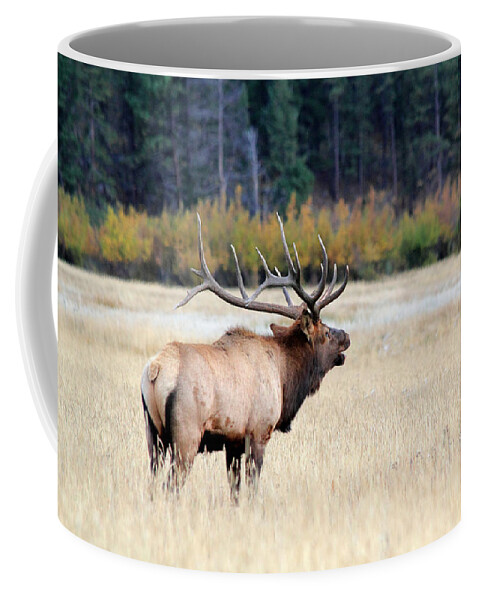 Bull Coffee Mug featuring the photograph Big Colorado Bull by Shane Bechler