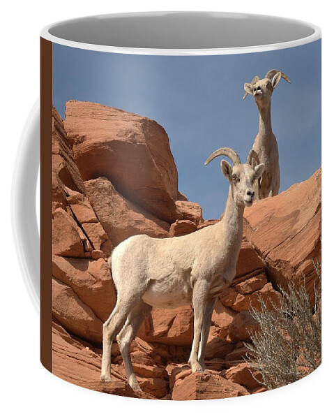 Bighorn Sheepzion Coffee Mug featuring the photograph Bighorn Ewes by Jeff Cook