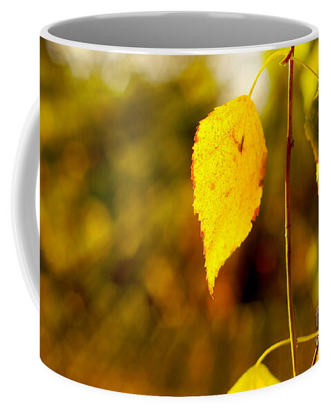 Fall Coffee Mug featuring the photograph Birch Leaves by Dariusz Gudowicz