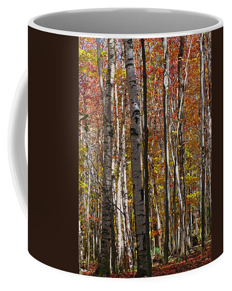 Foliage Coffee Mug featuring the photograph Birch Trees in Autumn by Juergen Roth