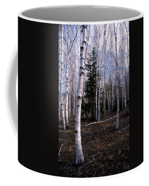 Tree Coffee Mug featuring the photograph Birches by Skip Willits