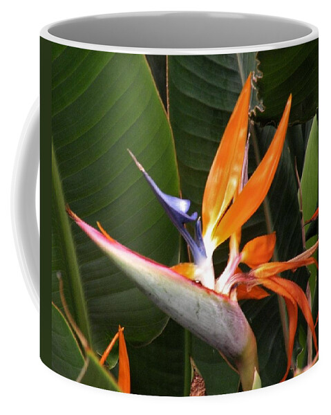 Bird Of Paradise Coffee Mug featuring the photograph Bird of Paradise Flowers by Kim Bemis