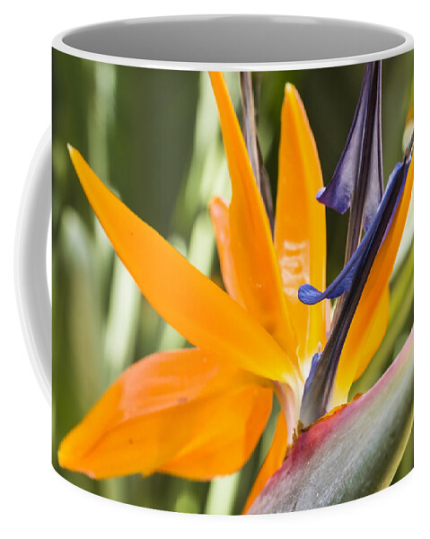 Beautiful Coffee Mug featuring the photograph Bird of Paradise by Leigh Anne Meeks