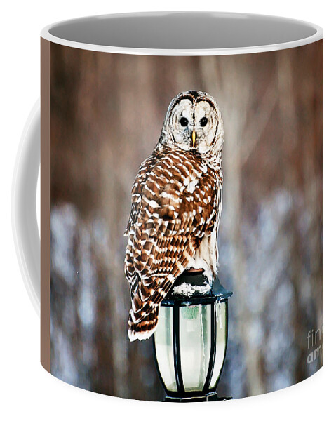 Barred Owl Print Coffee Mug featuring the photograph Bird of Prey Barred Owl by Gwen Gibson