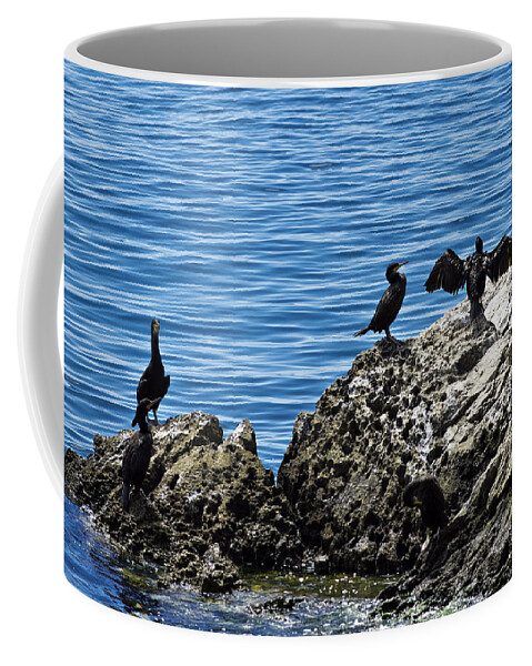 Bird Coffee Mug featuring the photograph Birds on rocks by Ivan Slosar