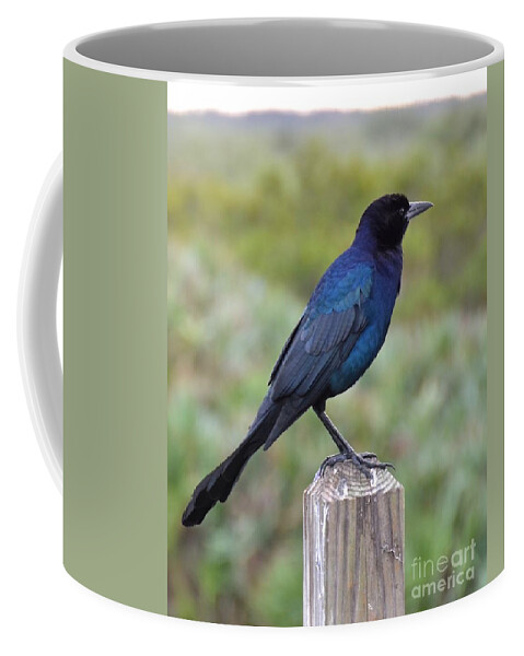 Grackle Coffee Mug featuring the photograph Black and Blue by Carol Bradley