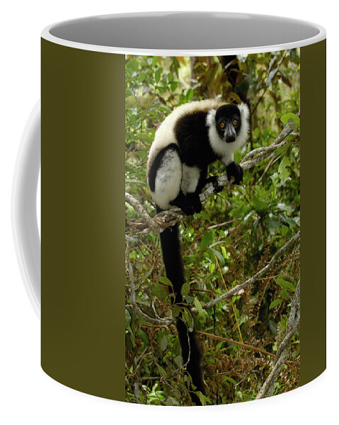 00217616 Coffee Mug featuring the photograph Black And White Ruffed Lemur by Pete Oxford