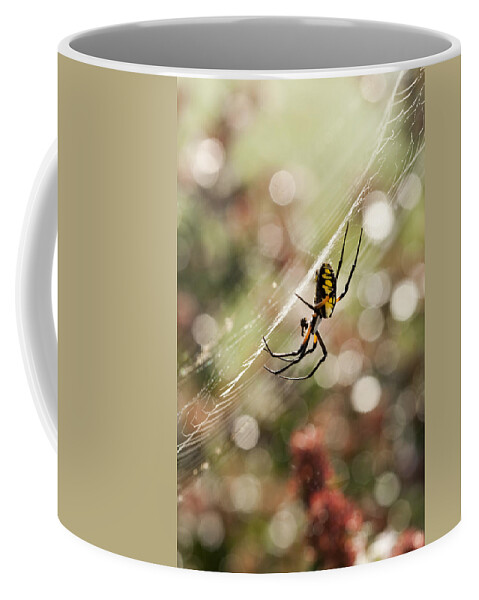 Black And Yellow Argiope Coffee Mug featuring the photograph Black and Yellow Argiope Spider on Web by Kathy Clark