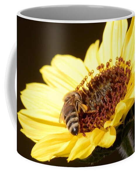 Honey Bee All Alone Collecting Nectar On A Beautiful Coffee Mug featuring the photograph Black and Yellow Bee Beauty by Belinda Lee