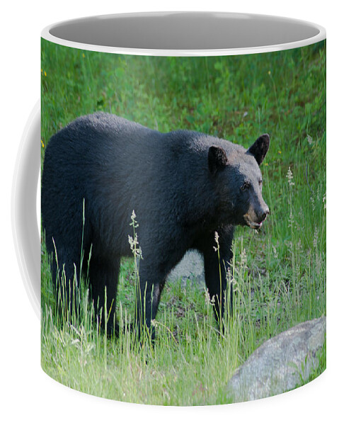 Bear Coffee Mug featuring the photograph Black Bear Female by Brenda Jacobs
