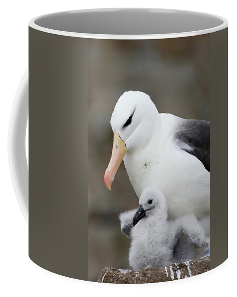 00761795 Coffee Mug featuring the photograph Black-browed Albatross and Chick by Suzi Eszterhas