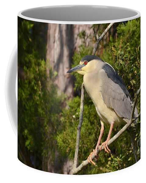 Heron Coffee Mug featuring the photograph Black Crown Night Heron by Kathy Baccari