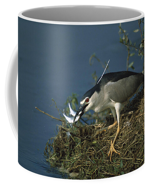Feb0514 Coffee Mug featuring the photograph Black-crowned Night Heron With Two Fish by Konrad Wothe