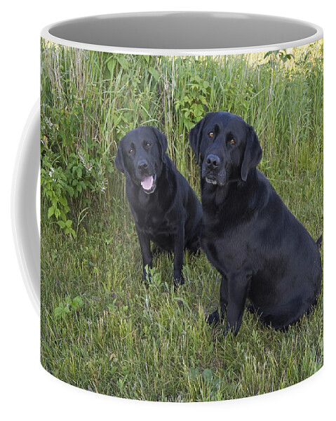 Black Lab Coffee Mug featuring the photograph Black Labradors by Linda Freshwaters Arndt
