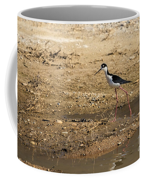 Bird Coffee Mug featuring the photograph Black-necked Stilt by Robert Bales