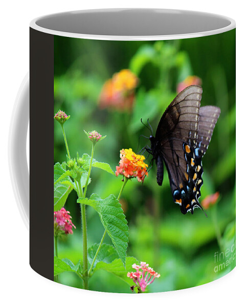 Photography Coffee Mug featuring the photograph Black Swallowtail Among the Flowers by Jackie Farnsworth
