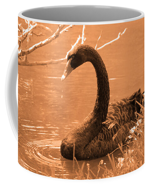 Bird Coffee Mug featuring the photograph Black Swan by Leticia Latocki