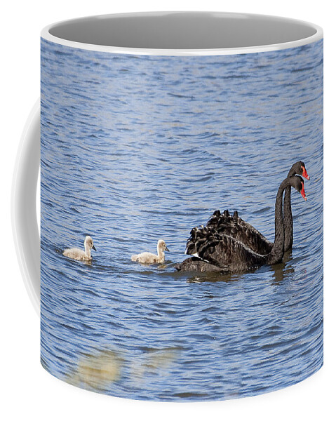 Australia Coffee Mug featuring the photograph Black swans by Steven Ralser