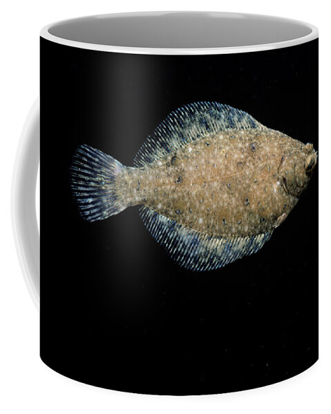 Winter Flounder Coffee Mug featuring the photograph Blackback Flounder by Jeffrey Rotman