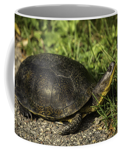 Blanding's Turtle (emys Blandingii Or Emydoidea Blandingii) Coffee Mug featuring the photograph Blanding's Turtle by Thomas Young