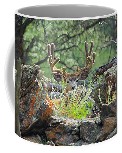 Deer Coffee Mug featuring the photograph Blending In by Shane Bechler