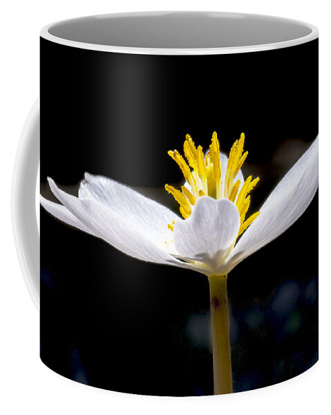 Flowers Coffee Mug featuring the photograph Bloodroot 1 by Steven Ralser