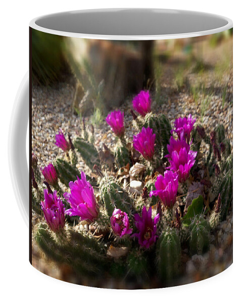 Cacti Coffee Mug featuring the photograph Blooming Cacti by Greg Kopriva