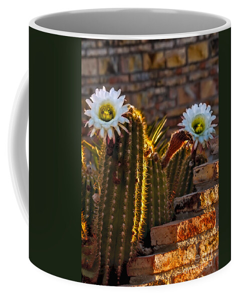 Argentine Giant Coffee Mug featuring the photograph Blooming Cactus by Robert Bales