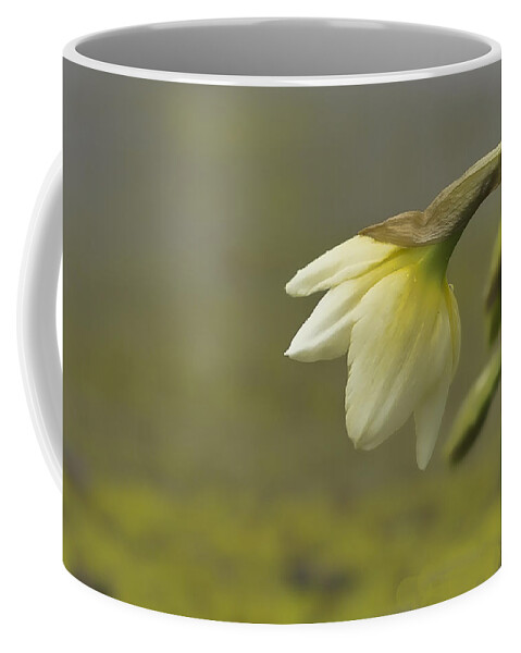 Daffodil Wall Art Coffee Mug featuring the photograph Blooming Daffodils by Ron Roberts