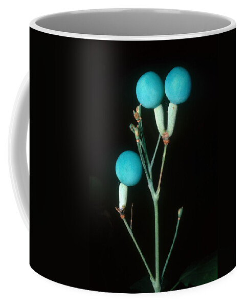 Abortificant Coffee Mug featuring the photograph Blue Cohosh Berries by John W. Bova