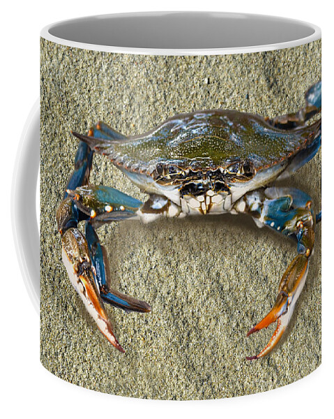 Blue Crab Coffee Mug featuring the photograph Blue Crab Confrontation by Sandi OReilly