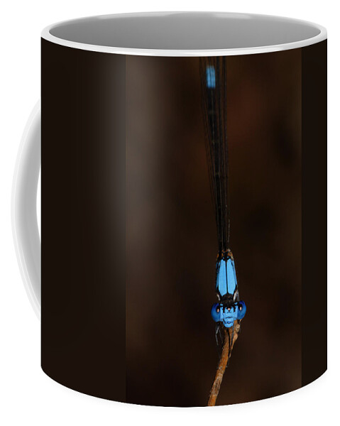 Blue Dancer Damselfly Coffee Mug featuring the photograph Blue Dancer Damselfly by Daniel Reed