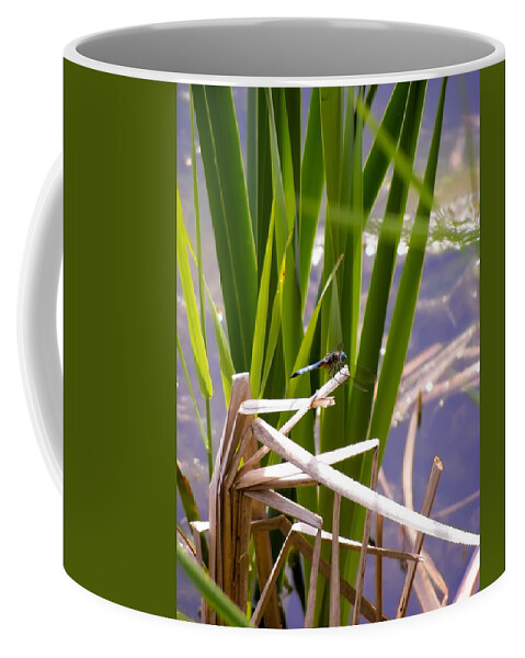 Blue Dasher Dragonfly Coffee Mug featuring the photograph Blue Dasher Dragonfly by Cynthia Woods