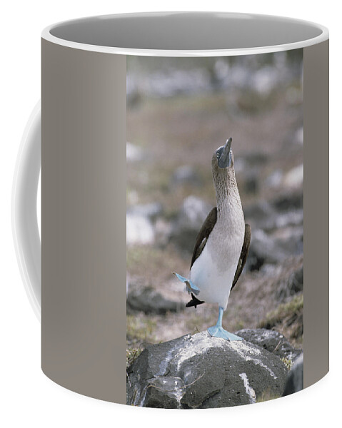 Feb0514 Coffee Mug featuring the photograph Blue-footed Booby In Courtship Dance by Konrad Wothe