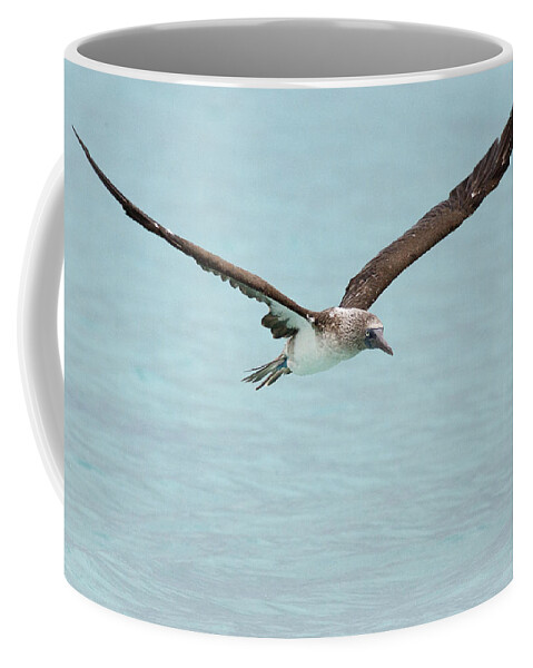 Blue-footed Booby Coffee Mug featuring the photograph Blue-footed Booby in flight by Tony Mills