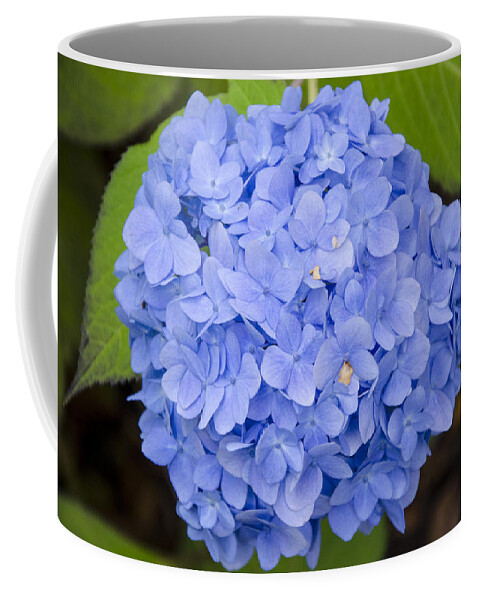 Blue Coffee Mug featuring the photograph Blue Hydrangea by Maureen E Ritter