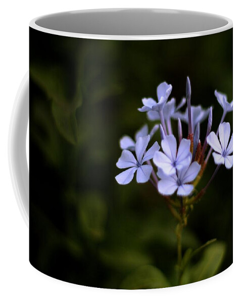Common Names Include Plumbago And Leadwort Coffee Mug featuring the photograph Blue Jasmine by Ramabhadran Thirupattur