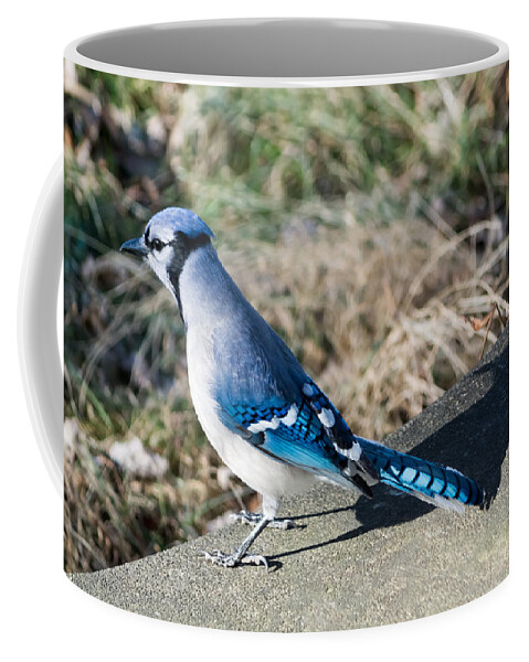 Blue Jay Coffee Mug featuring the photograph Blue Jay and His Shadow by Holden The Moment