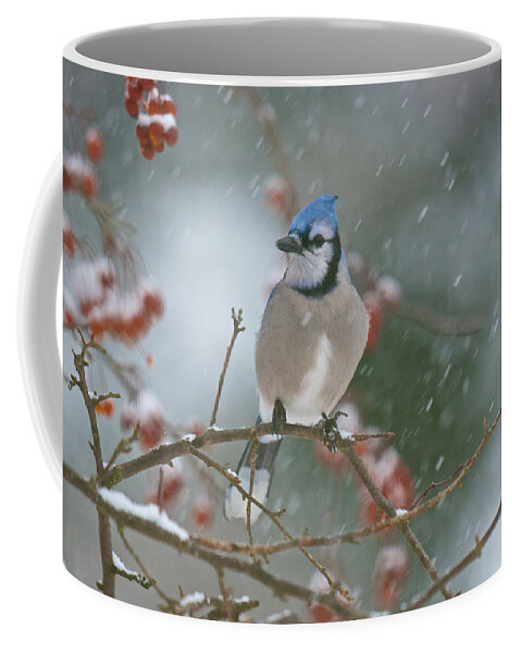 Birds Coffee Mug featuring the photograph Blue Jay in Snow by Kristin Hatt