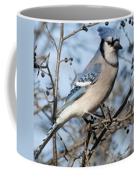 Festblues Coffee Mug featuring the photograph Blue Jay.. by Nina Stavlund