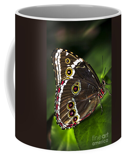 Butterfly Coffee Mug featuring the photograph Blue Morpho Butterfly by Elena Elisseeva